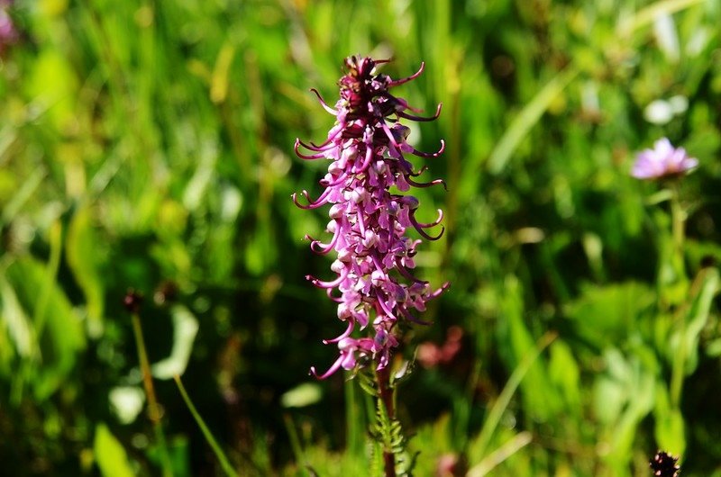 Elephant Head flower (1)