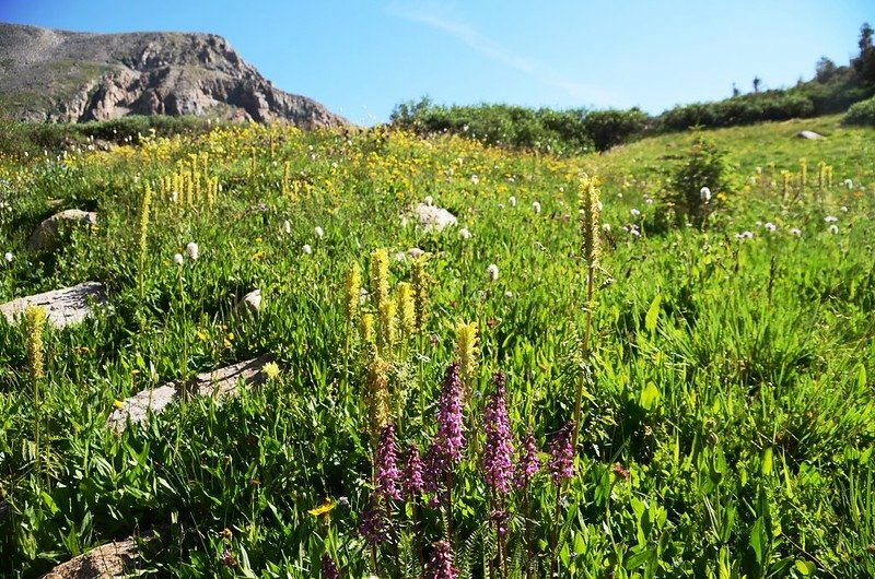 Wildflowers blooming along Blue Lake Trail  (2)