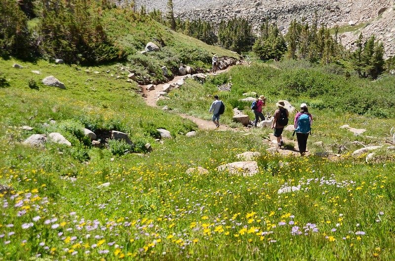 Wildflowers blooming along Blue Lake Trail  (4)