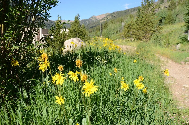 Blooming wildflowers along the trail  (1)