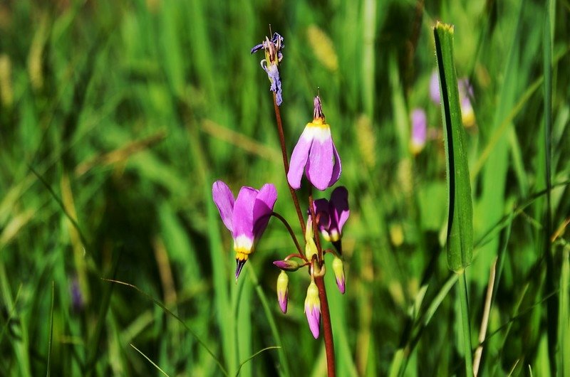 Shooting Star flower