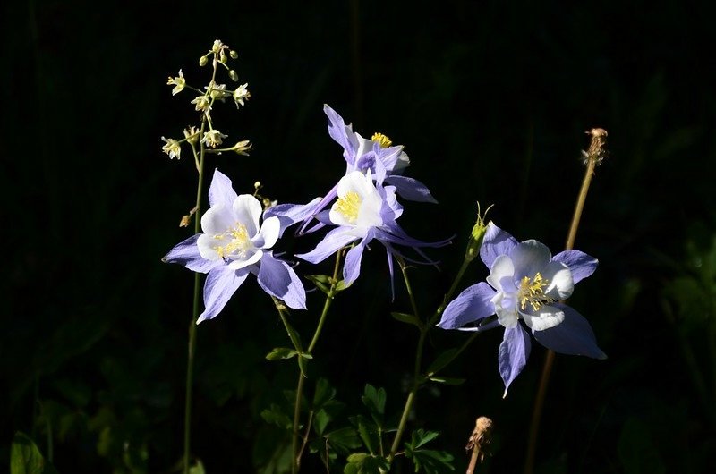 Blue Columbine flower (1)