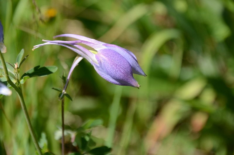 Blue Columbine flower (3)