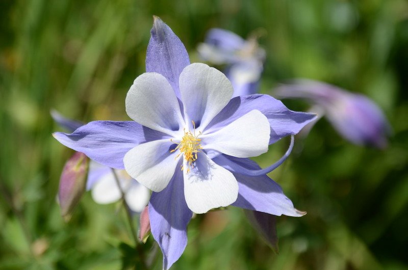 Blue Columbine flower (4)