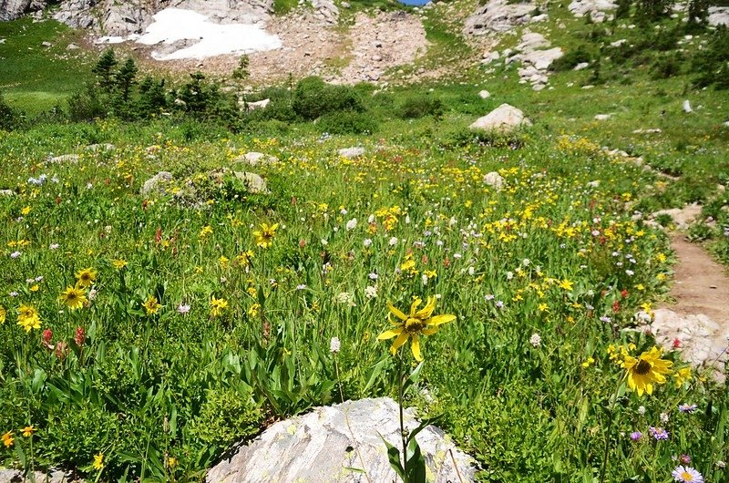 Blooming wildflowers along the trail  (3)