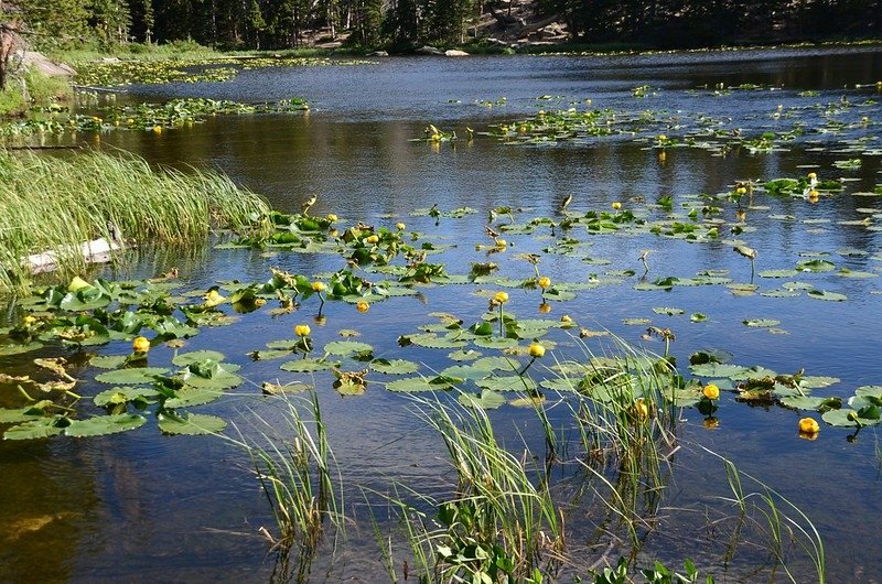 Nymph Lake (13)