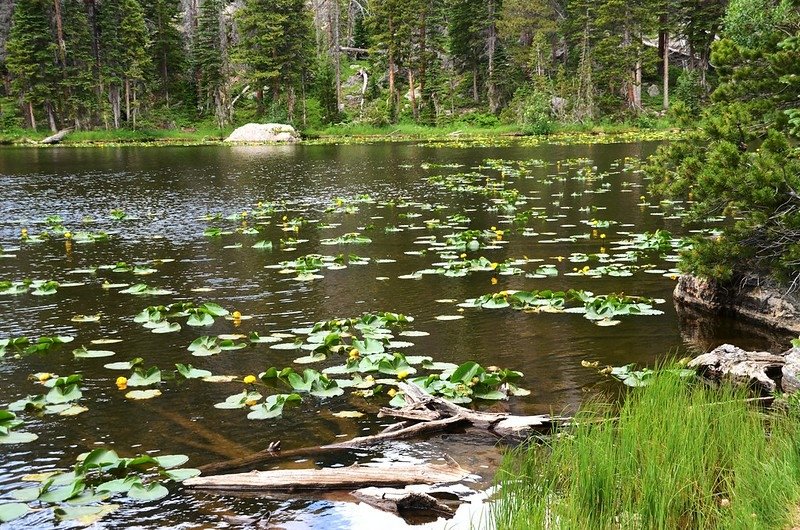 Yellow Pond Lily (3)