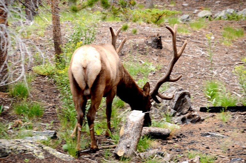 Elk (3)