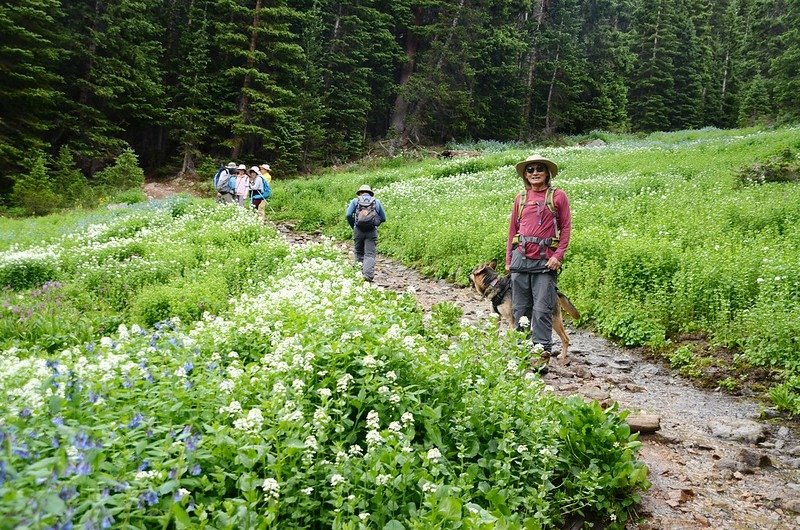 Wildflowers blooming along Butler Gulch Trail (4)