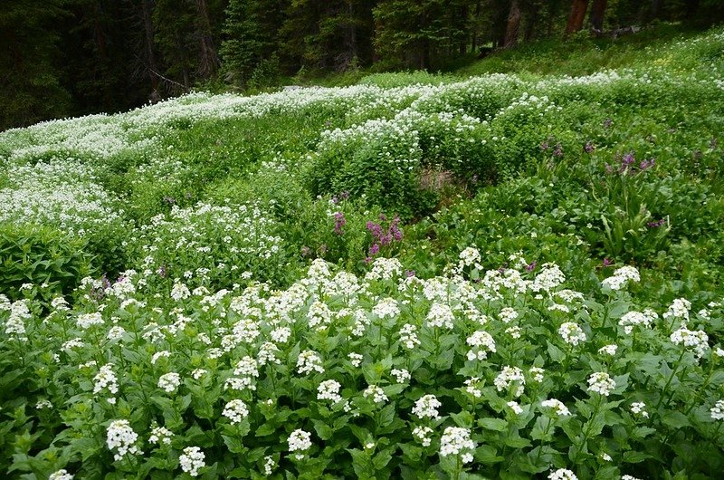 Wildflowers blooming along Butler Gulch Trail (6)