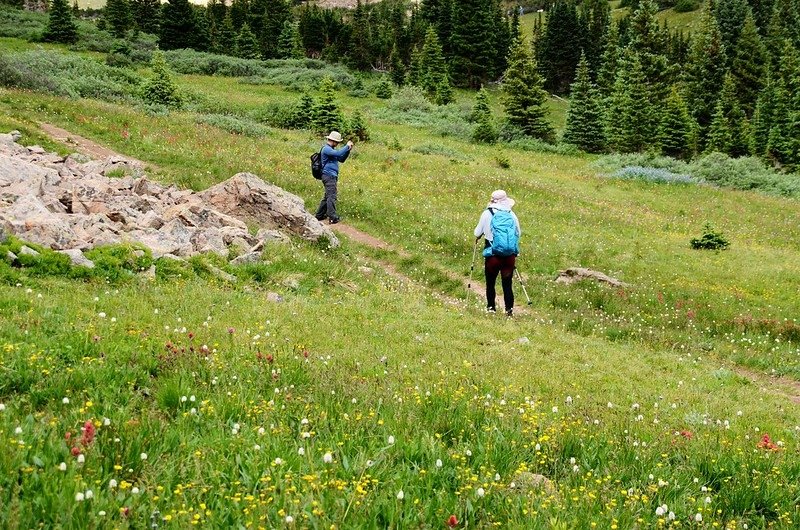 Wildflowers blooming along Butler Gulch Trail (10)