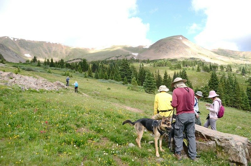 Wildflowers blooming along Butler Gulch Trail (11)