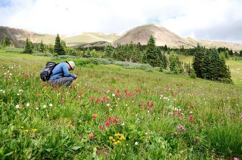 Wildflowers blooming along Butler Gulch Trail (12)