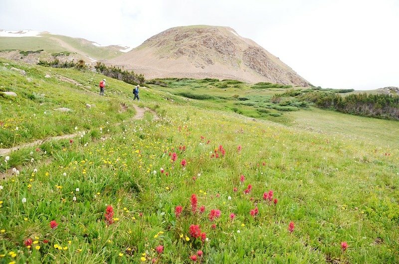 Wildflowers blooming along Butler Gulch Trail (13)