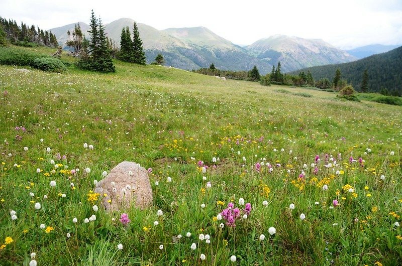 Wildflowers blooming along Butler Gulch Trail (20)