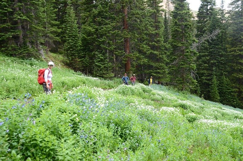 Wildflowers blooming along Butler Gulch Trail (21)