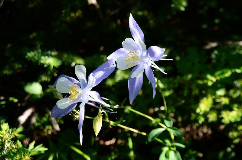 Columbine