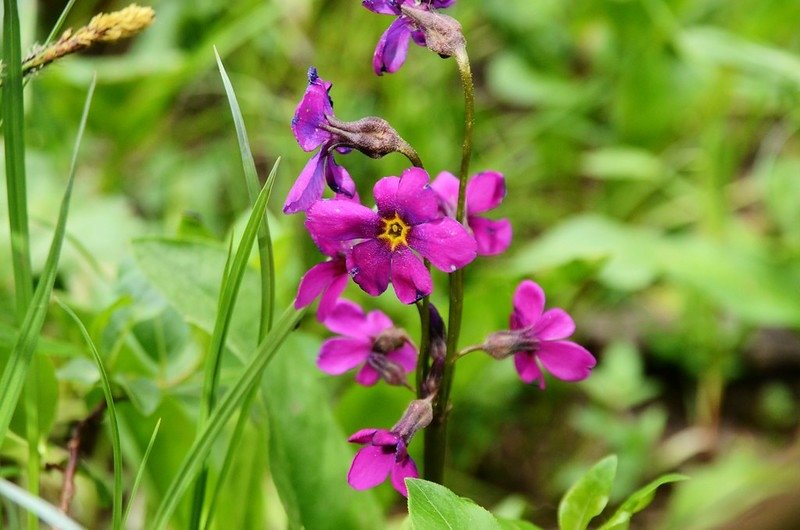 Parry&apos;s Primrose