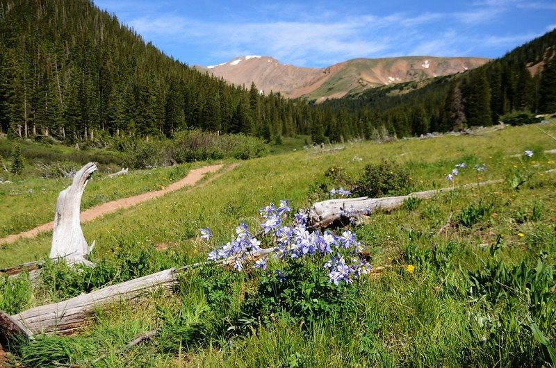 Wildflowers blooming along the trail (4)