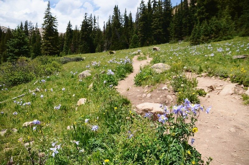 Wildflowers blooming along the trail (16)