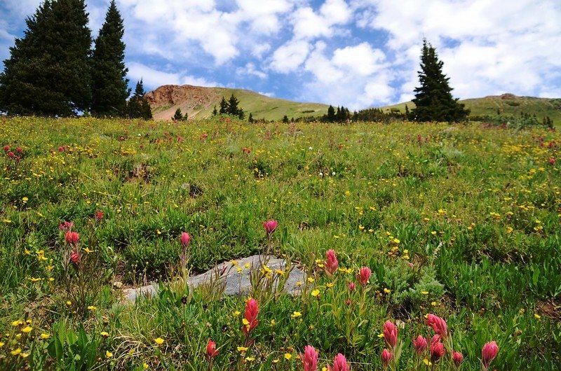 Wildflowers blooming along the trail (10)