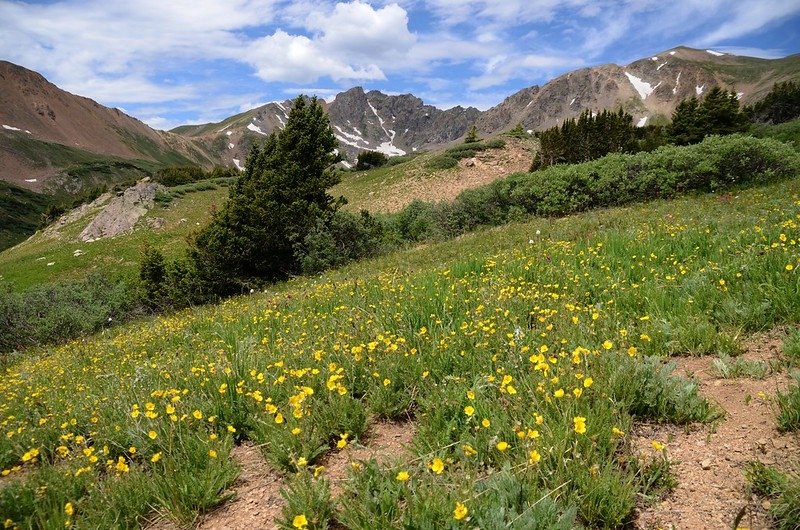 Wildflowers blooming along the trail (11)