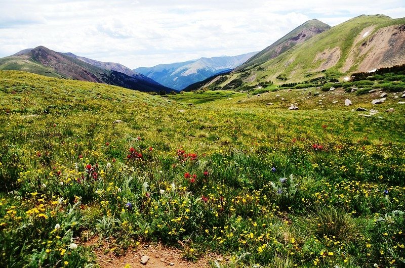 Wildflowers blooming along the trail (12)