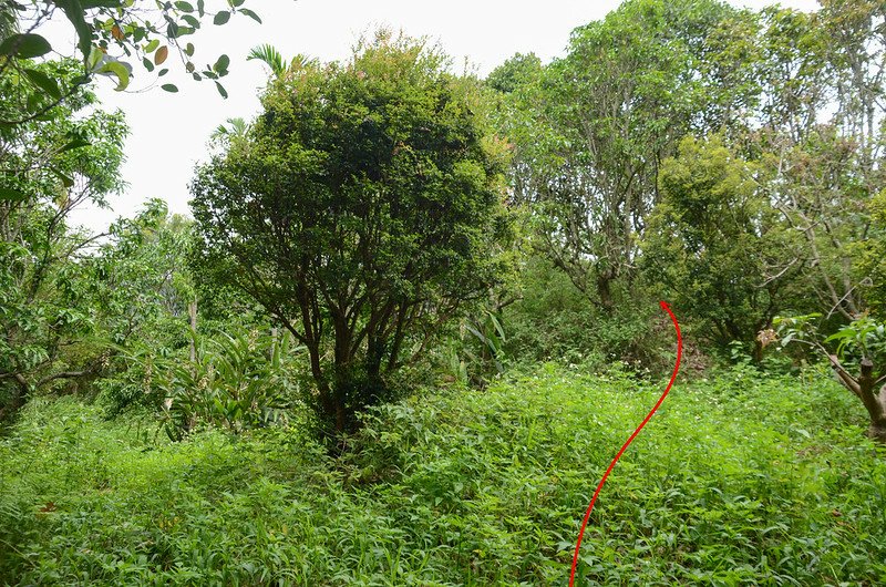 浦來溪頭社山登山路徑 (2)