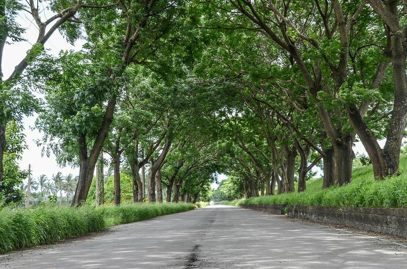 東港溪堤防道路綠色隧道 (10)