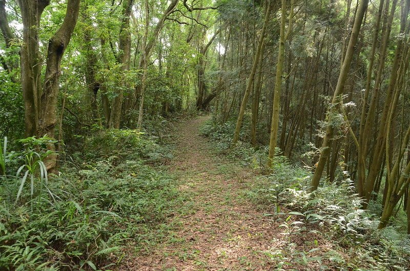 鹿寮坑山登山產道