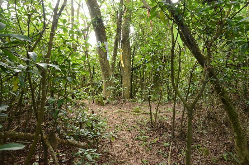 鹿寮坑山小橋登山口岔路