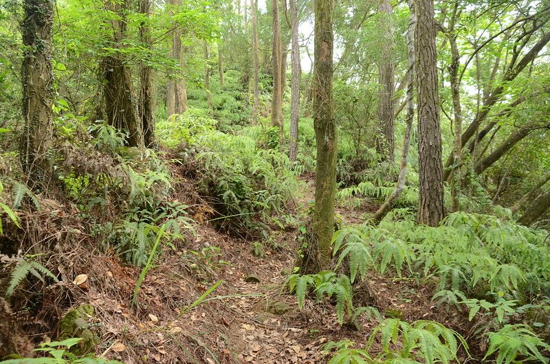 茄苳窩山登山步道 (2)