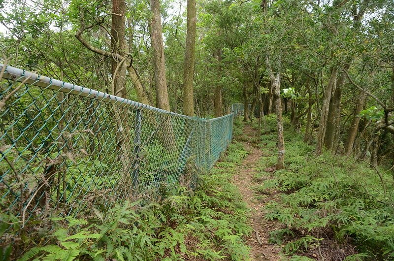 茄苳窩山登山步道 (3)