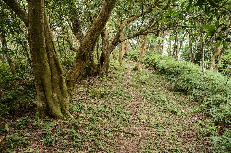 茄苳窩山登山步道 (4)