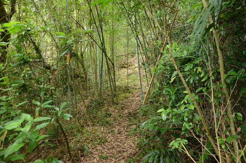 三爺坑山登山步道 (3)