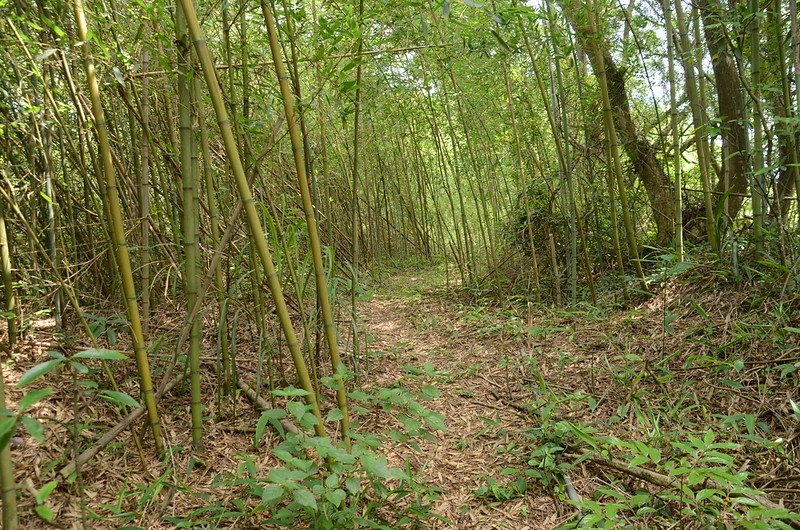 三爺坑山登山步道 (5)