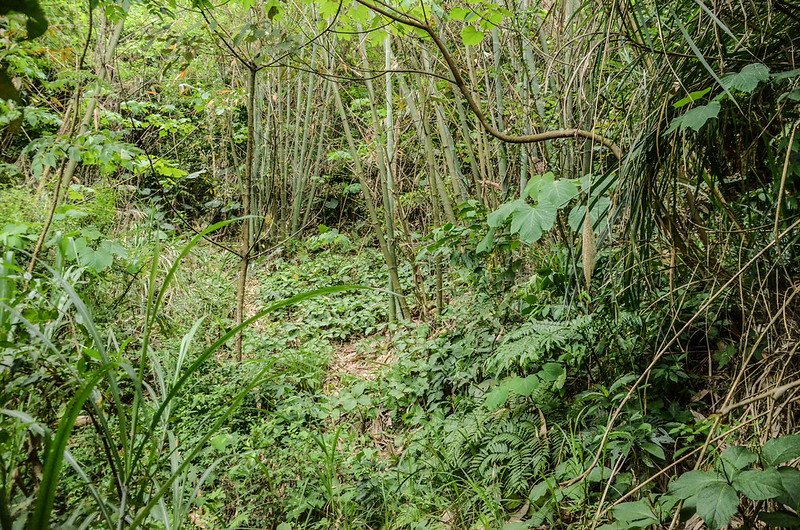 龍頂山登山口凹谷