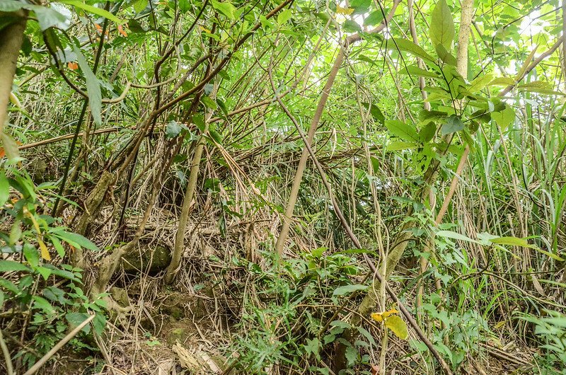 龍頂山登山路徑芒草段