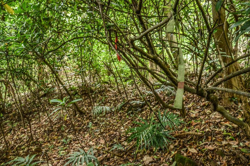 龍頂山登山山徑 (2)