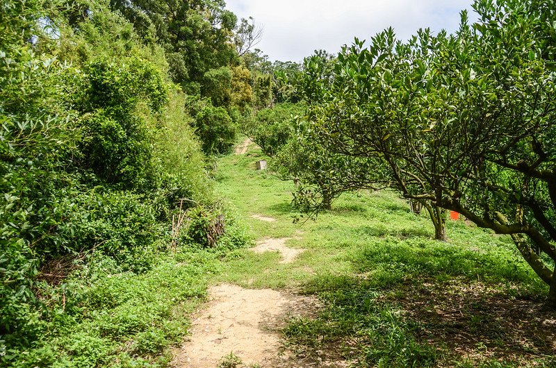 石井山登山路徑 (3)