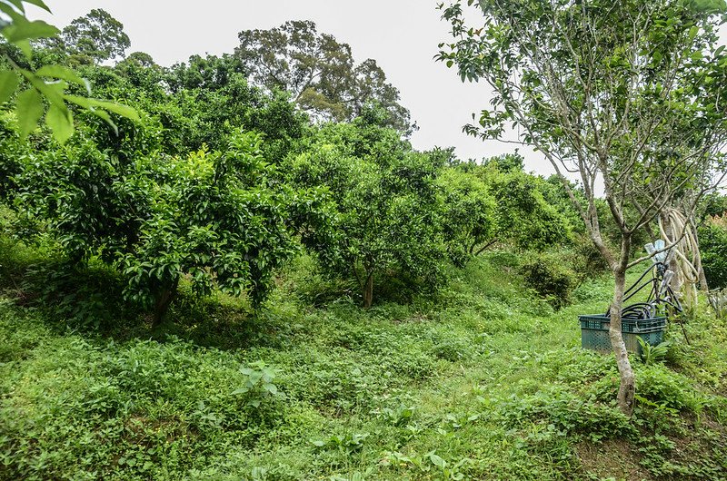 中盛山登山路徑 (2)