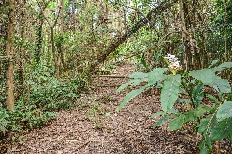 五分寮頂山登山廢產道