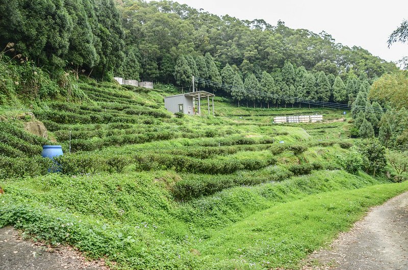 石岡山行車終點茶園