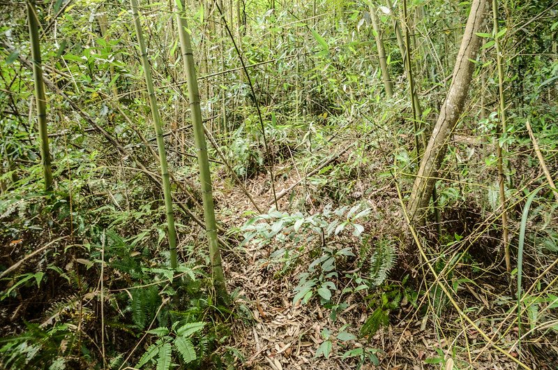 石岡山竹林山徑