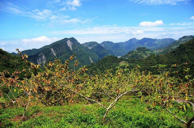 觀音山東北峰產道(H 880 m)西北望馬克連稜 1