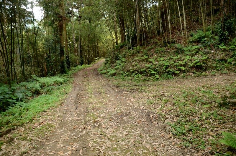 觀音山東北峰產道2.9K岔路