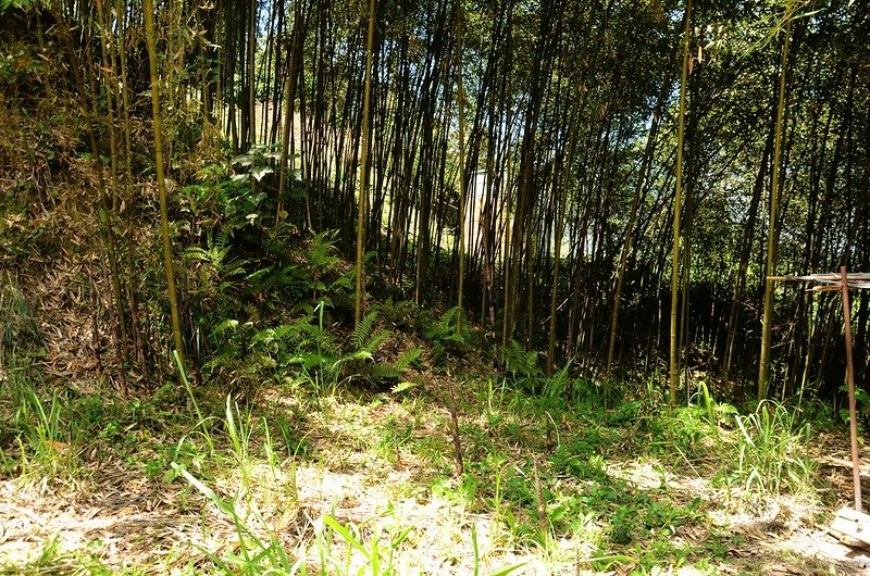 觀音山東北峰產道右側早期登山口