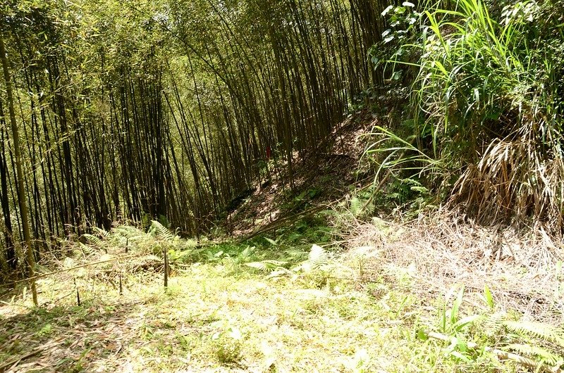 觀音山東北峰產道中斷右上切處