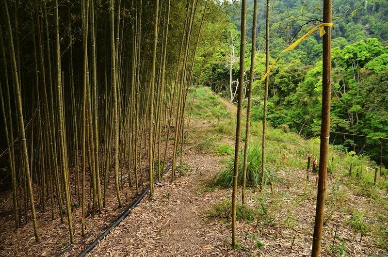 觀音山東北峰稜線