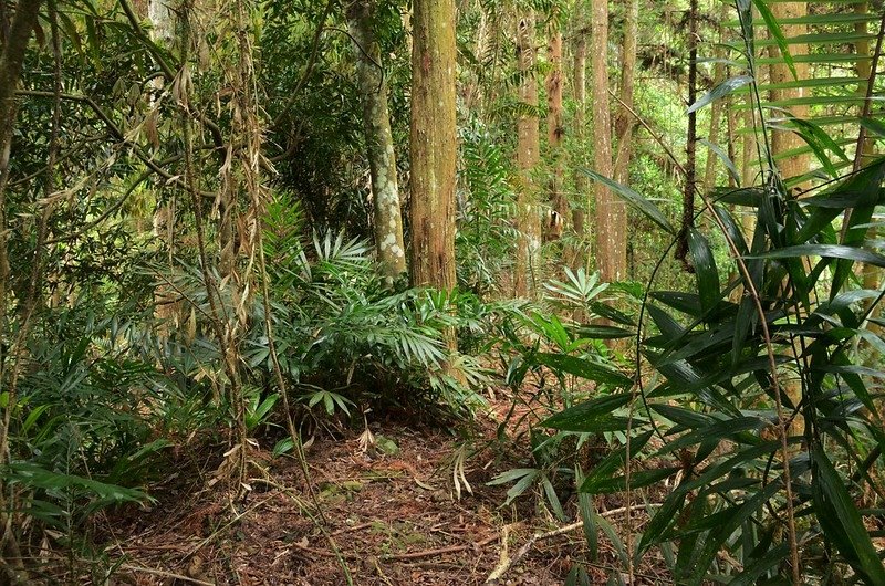 觀音山東北峰上切觀音山東稜稜線路徑 (1)